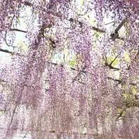 曼陀羅寺公園の写真・動画_image_312533