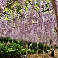 曼陀羅寺公園の写真・動画_image_312534