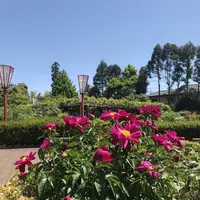 箭弓稲荷神社の写真・動画_image_314565