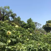 箭弓稲荷神社の写真・動画_image_314567