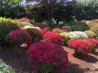 箭弓稲荷神社の写真・動画_image_314571