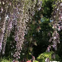 箭弓稲荷神社の写真・動画_image_314573