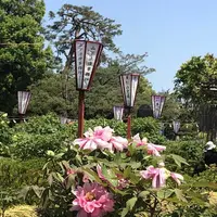 箭弓稲荷神社の写真・動画_image_314574