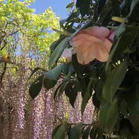 箭弓稲荷神社の写真・動画_image_314576