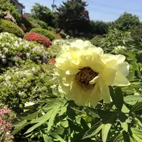 箭弓稲荷神社の写真・動画_image_314579