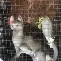 箭弓稲荷神社の写真・動画_image_314583