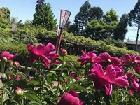 箭弓稲荷神社の写真・動画_image_314587