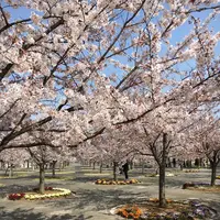 さくら広場の写真・動画_image_314707