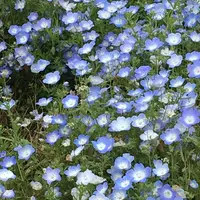 国営ひたち海浜公園の写真・動画_image_314795
