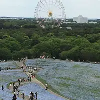 国営ひたち海浜公園の写真・動画_image_314796