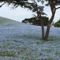 国営ひたち海浜公園の写真・動画_image_314797