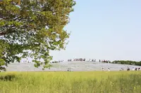 国営ひたち海浜公園の写真・動画_image_314862