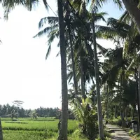 Ubudの写真・動画_image_315889