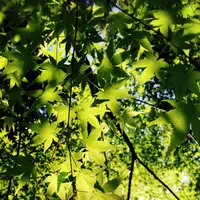 龍蓋寺（岡寺）の写真・動画_image_316045