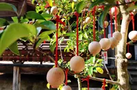 龍蓋寺（岡寺）の写真・動画_image_316047