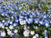 山中湖花の都公園の写真・動画_image_317150