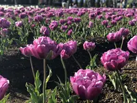 山中湖花の都公園の写真・動画_image_317152