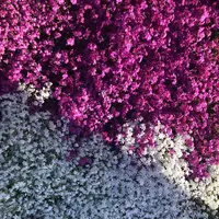 山中湖花の都公園の写真・動画_image_317153