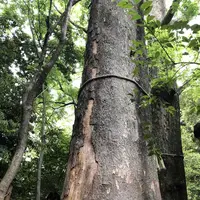 小江戸川越一番街商店街 蔵造りの町並みの写真・動画_image_317365