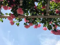 霊山寺の写真・動画_image_317543