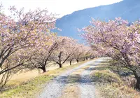 元藤川の写真・動画_image_318131