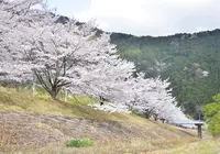 桑野山の写真・動画_image_318132