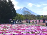 富士芝桜まつりの写真・動画_image_318310
