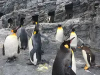旭川市 旭山動物園の写真・動画_image_318335