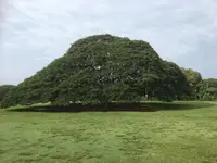 モアナルア・ガーデンズの写真・動画_image_318415