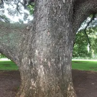 モアナルア・ガーデンズの写真・動画_image_318416