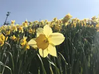 びわ湖バレイの写真・動画_image_318427