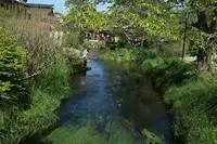 忍野八海の写真・動画_image_318553