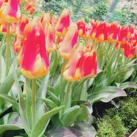 チューリップ四季彩館の写真・動画_image_318577