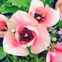 チューリップ四季彩館の写真・動画_image_318578