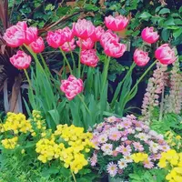 チューリップ四季彩館の写真・動画_image_318579