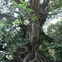 猿島の写真・動画_image_318656