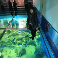 越前松島水族館の写真・動画_image_318751