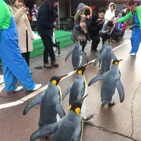 越前松島水族館の写真・動画_image_318757