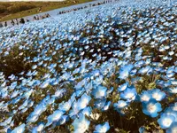 国営ひたち海浜公園の写真・動画_image_318820