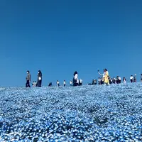 国営ひたち海浜公園の写真・動画_image_318821