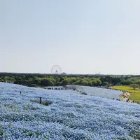 国営ひたち海浜公園の写真・動画_image_318822