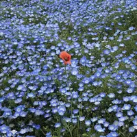 国営ひたち海浜公園の写真・動画_image_318839
