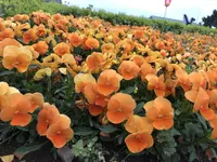国営ひたち海浜公園の写真・動画_image_318840