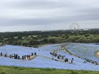 国営ひたち海浜公園の写真・動画_image_318841