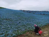 国営ひたち海浜公園の写真・動画_image_318842