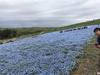 国営ひたち海浜公園の写真・動画_image_318845