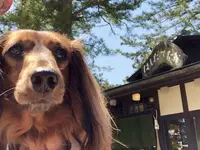 日本三景碑 天橋立の写真・動画_image_318882