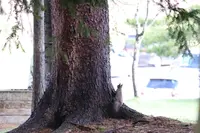 旭川市 旭山動物園の写真・動画_image_318943