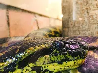 八木山動物公園フジサキの杜の写真・動画_image_319018