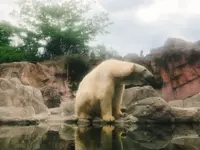 八木山動物公園フジサキの杜の写真・動画_image_319019